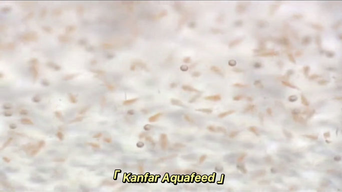 Hatching Artemia Cysts